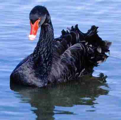 The serious black swans are able 