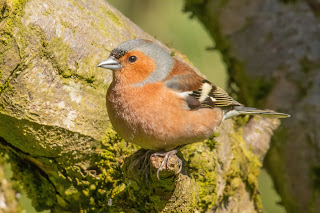 Chaffinch DFBridgeman