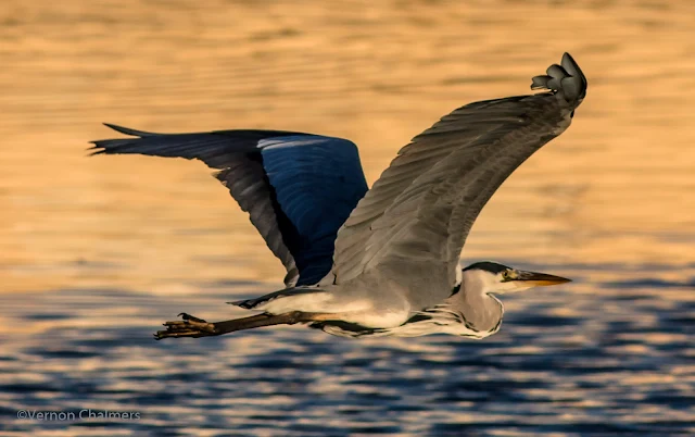 Grey Heron Canon EOS 700D / Woodbridge Island Cape Town