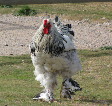 Chicken breeds