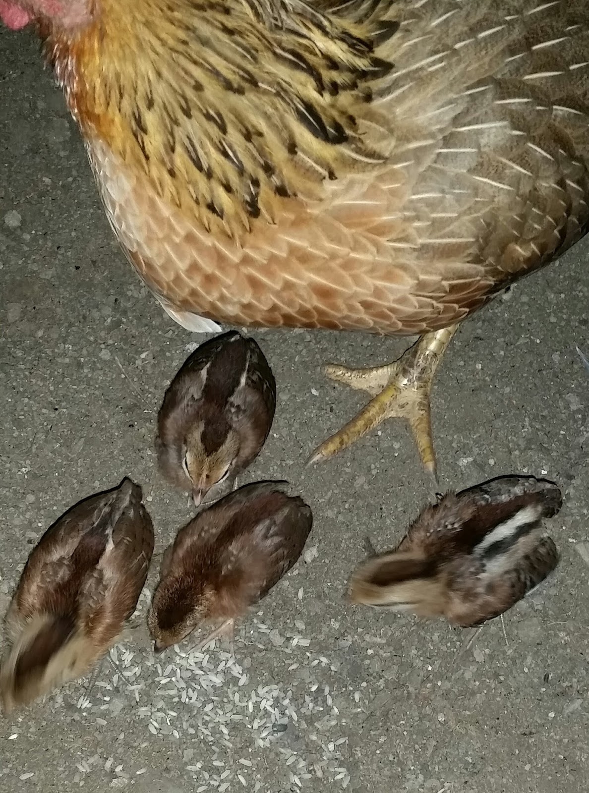 Warisan Petani Ayam  Hutan 1