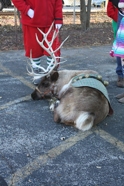 Sleeping reindeer