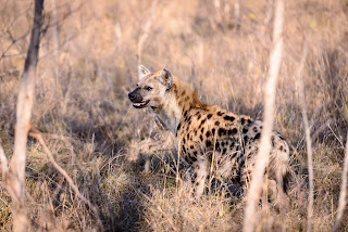 Peering Hyena