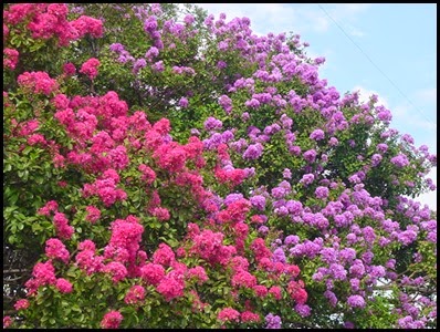 Crape Myrtle 1