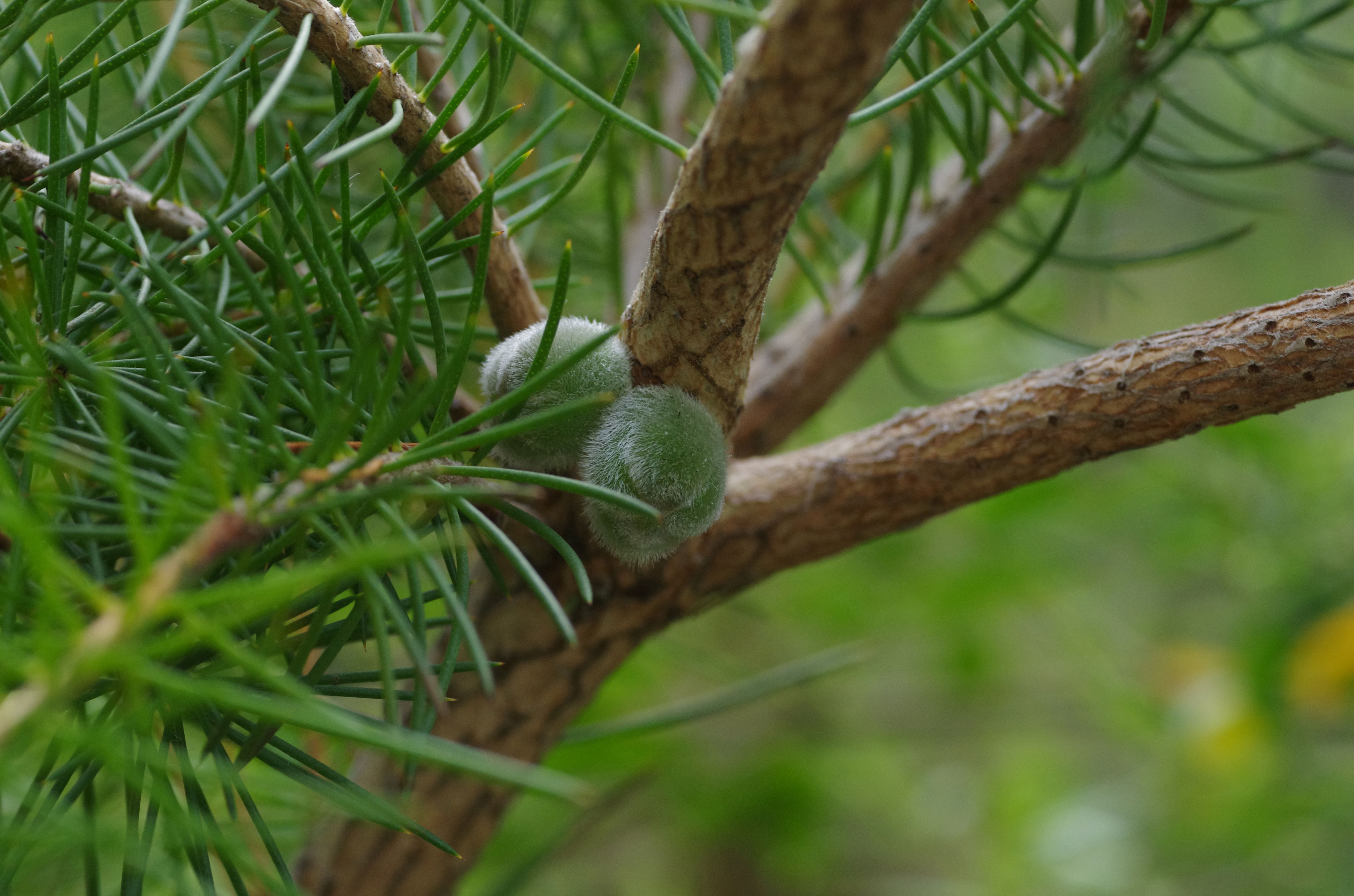 Calothamnus quadrifidus buds