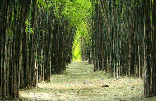 Menanam Bambu, Cegah Erosi Memanen Dolar
