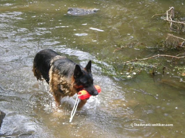 A German Shepard Plays in the Water at Brandywine Creek