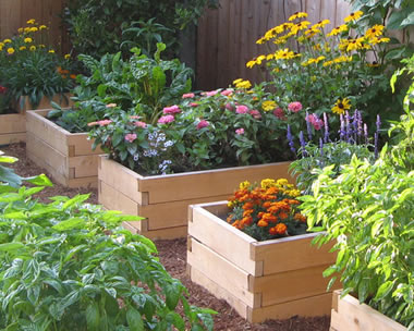 Raised  Gardening on Gardening Article  Pros And Cons Of Raised Bed Gardening