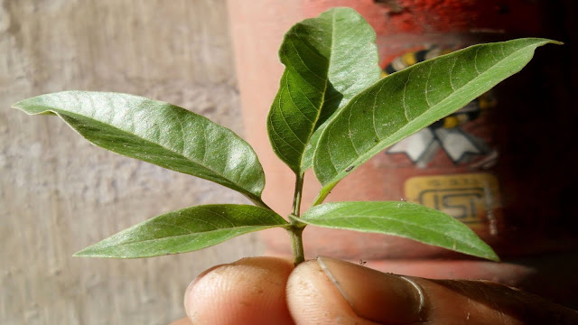 obat asam urat yang terbuat dari tumbuhan