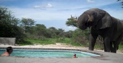 Gajah Bersuara Seperti Manusia Berbicara [ www.BlogApaAja.com ]
