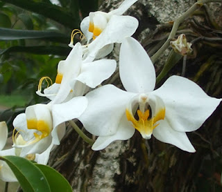 Anggrek Langka - Phalaenopsis amabilis (Anggrek Bulan)