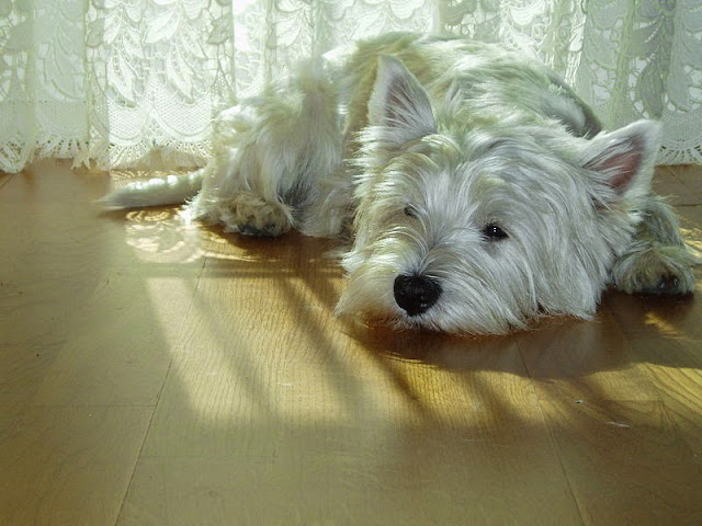 Fluffy Dog Breed the West Highland Terrier