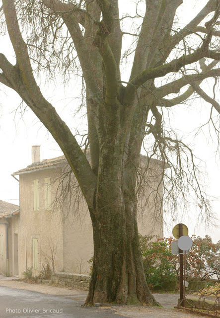 arbre remarquable micocoulier Provence Olivier Bricaud