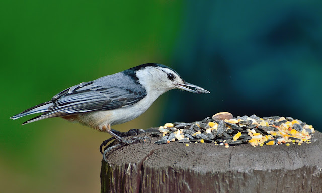 Beautiful Birds Wallpapers For Laptop