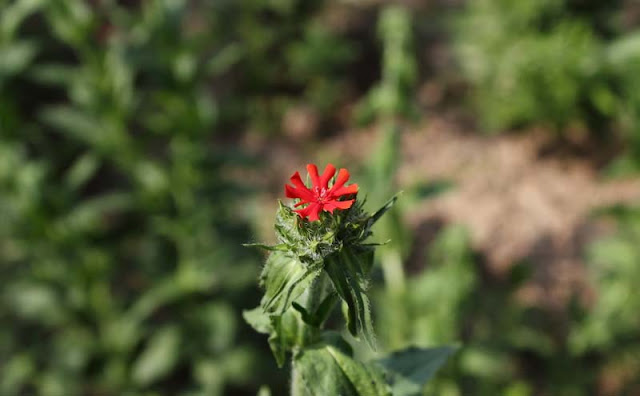 Maltese Cross Flowers Pictures