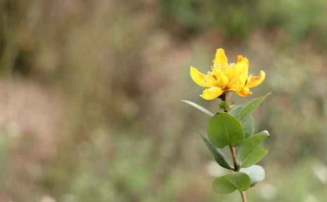 Hypericum Flowers