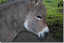 pony