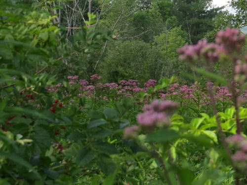 Joe Pye Weed