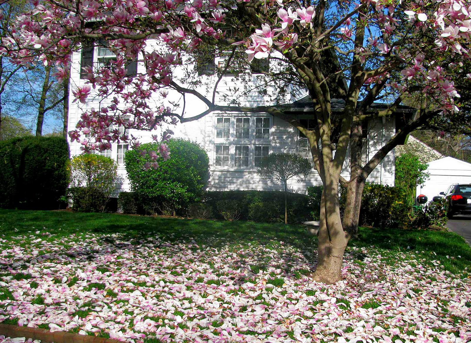 magnolia tree litter