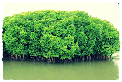 Berkenalan Dengan Ekosistem Mangrove