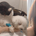 Angel Locsin asks for prayers for her sick dog