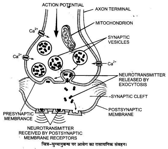 Solutions Class 11 जीव विज्ञान Chapter-21 (तन्त्रिकीय नियन्त्रण एवं समन्वय)