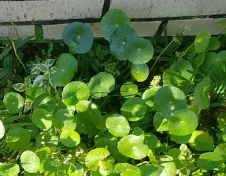 Centella asiática, lochita