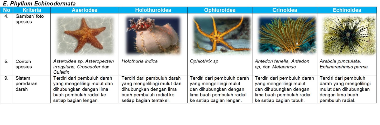 Sistem Sirkulasi Vertebrata dan Invertebrata  Skypiea