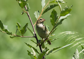 Henslow's Sparrow - Sharonville SGA, Michigan, USA