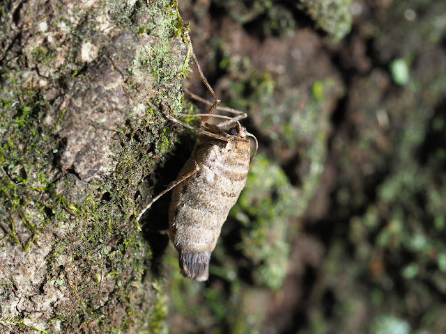 クロテンフユシャク♀