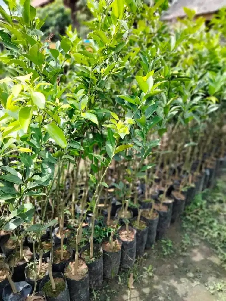 jual bibit lemon cepat berbuah jeruk murah rimbun tanaman buah manis santa sangat mudah Sulawesi Utara