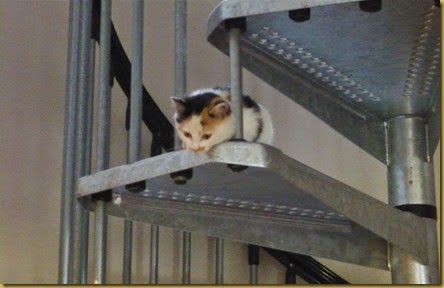 cat flap6