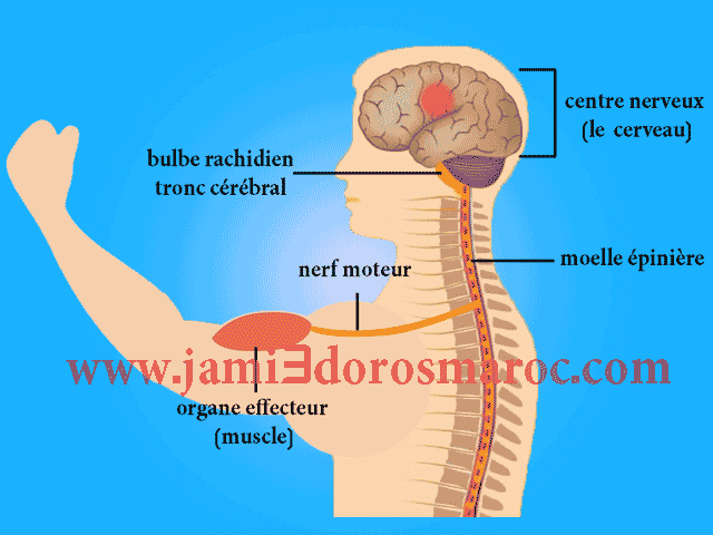 les organes intervenant dans la motricité volontaire