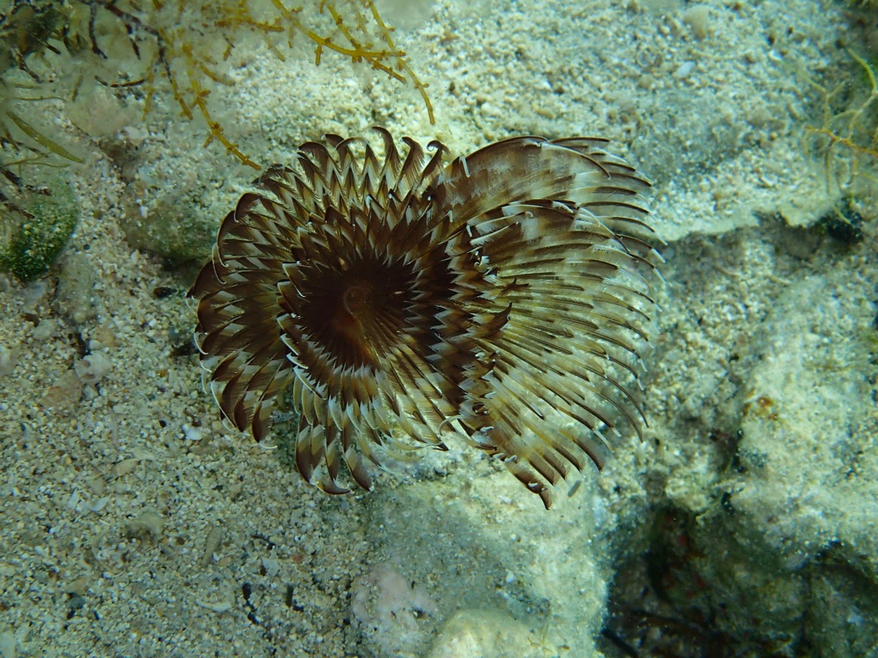 This is one of the Tube worms, the Twin fan worm (Dvoperjaničar).