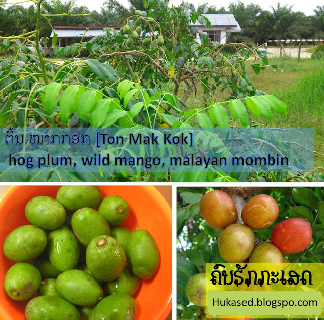 ຕົ້ນ ໝາກກອກ [Ton Mak Kok] hog plum, wild mango, malayan mombin