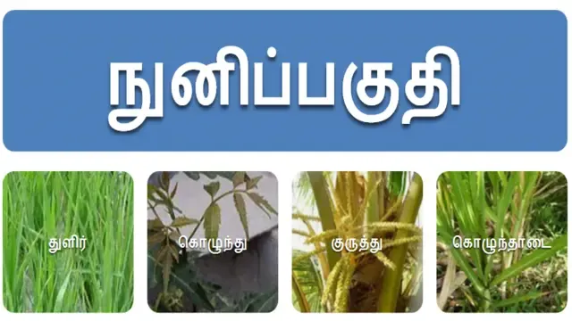 தாவரத்தின் நுனிப்பகுதிகளைக் குறிக்கும் சொற்கள் - Words that refer to the tips of the plant in Tamil Languag
