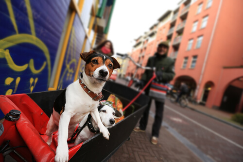 Resultado de imagen para sin animales en la calle