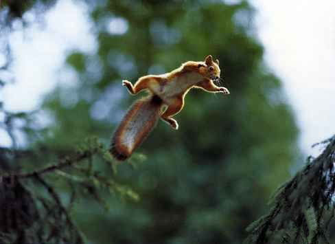 Amazing Animals Jump Seen On www.coolpicturegallery.us