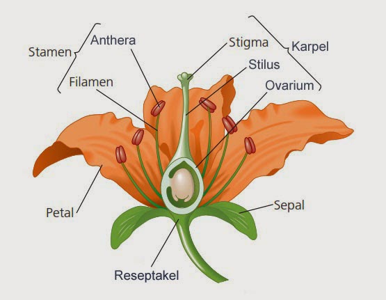  Gambar  Struktur Bunga  Sempurna Beserta  Keterangannya  