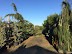 Selecting and Designing with Plants: Plant Nursery Visit