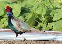 The Green pheasant is the national bird of Japan - photo by Alpsdake