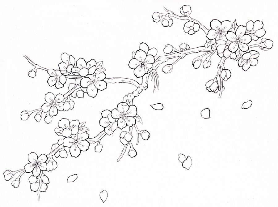 Gambar berikutnya yang menarik untuk diwarnai yaitu sketa gambar bunga sakura Gambar Mewarnai Bunga Sakura Terbaru