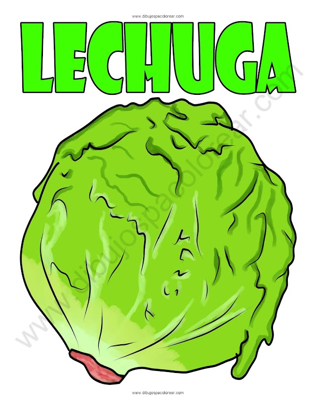 Lechuga dibujo a color y para colorear