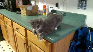 Luna perching on the counter