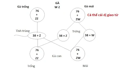 Một mô hình lai trên gia cầm.