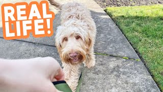 Watch me STOP Puppy Barking at Other Dogs!! #SHORTS