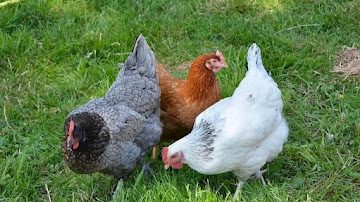 Aprende a Criar Gallinas Ponedoras con Consejos Expertos