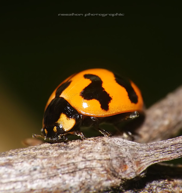 Yellow black ladybird - Propylea quatuordecimpunctata