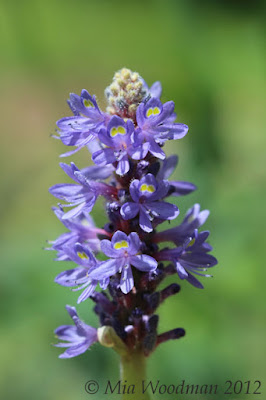 pickerelweed