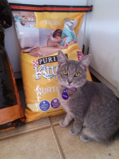 #Kitten in front of Purina Kitten Chow bag- CarmaPoodale